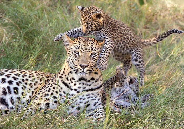 30 Extremely Cute And Wholesome Animal Parenting