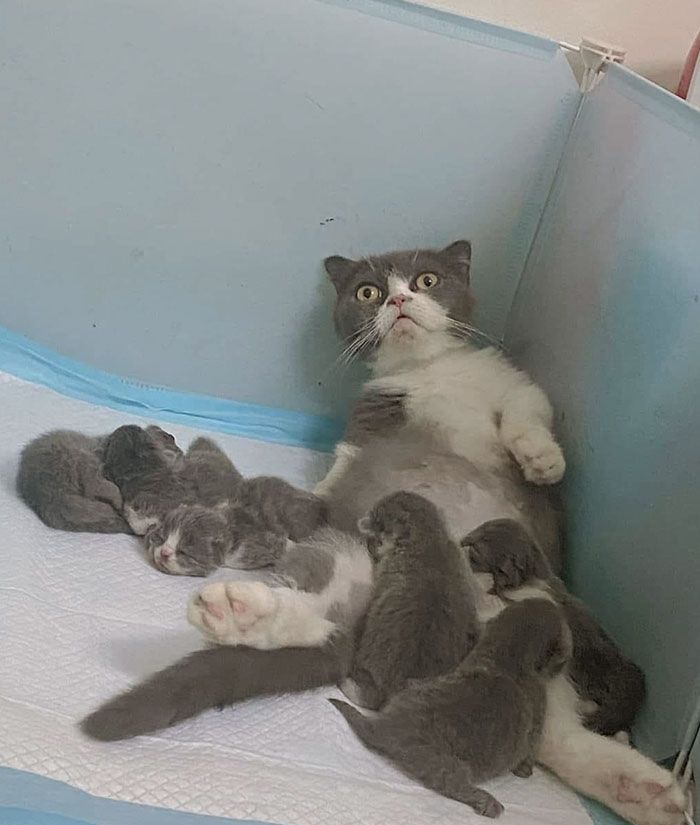 30 Extremely Cute And Wholesome Animal Parenting