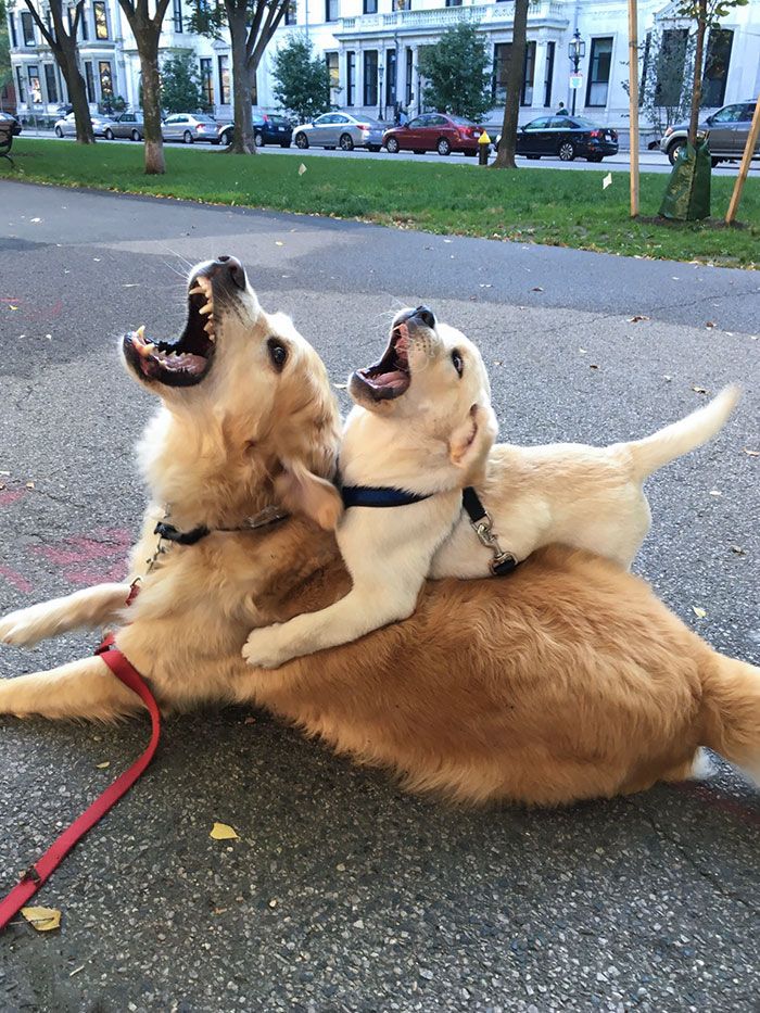 30 Extremely Cute And Wholesome Animal Parenting
