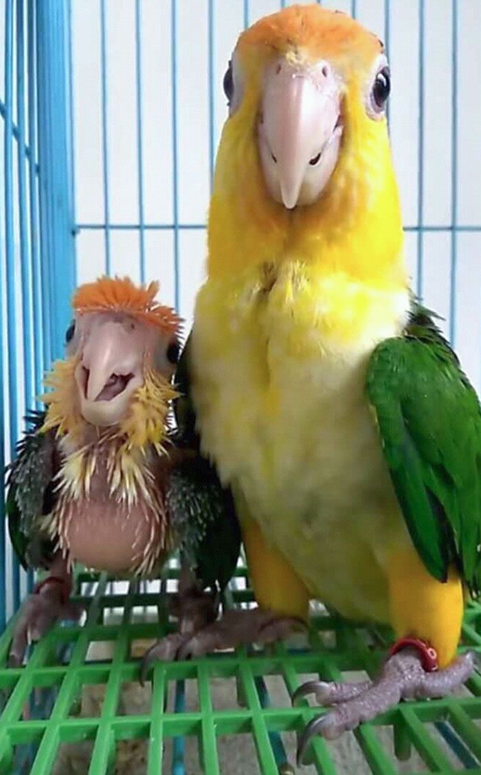30 Extremely Cute And Wholesome Animal Parenting