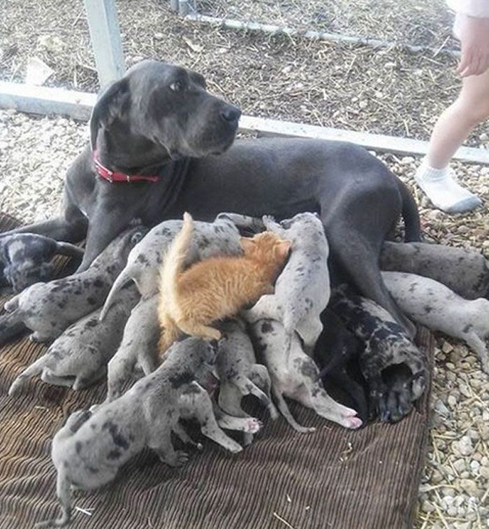 30 Extremely Cute And Wholesome Animal Parenting