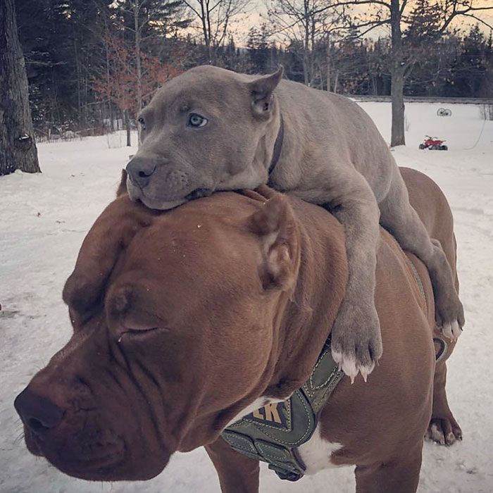 30 Extremely Cute And Wholesome Animal Parenting