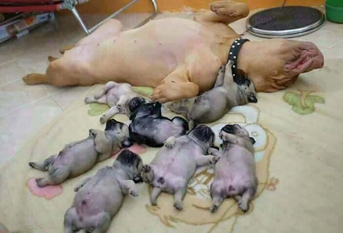 30 Extremely Cute And Wholesome Animal Parenting