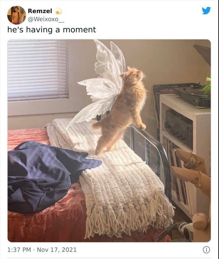 30 Wholesome And Necessary Cat Pics 