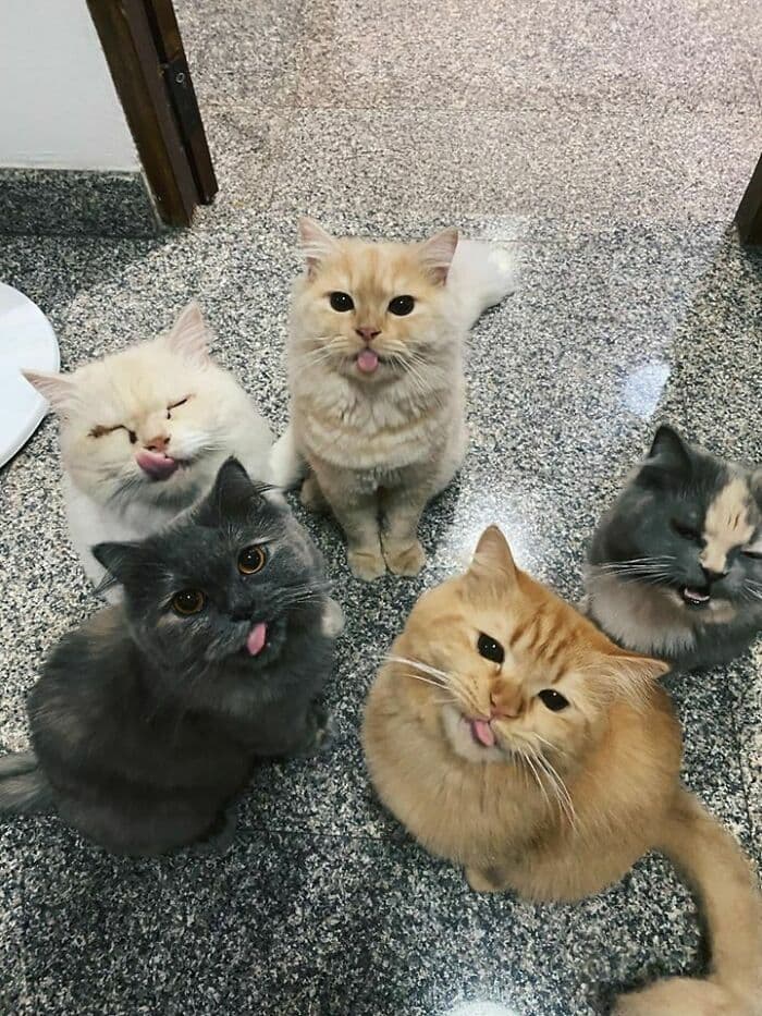 30 Wholesome And Necessary Cat Pics 