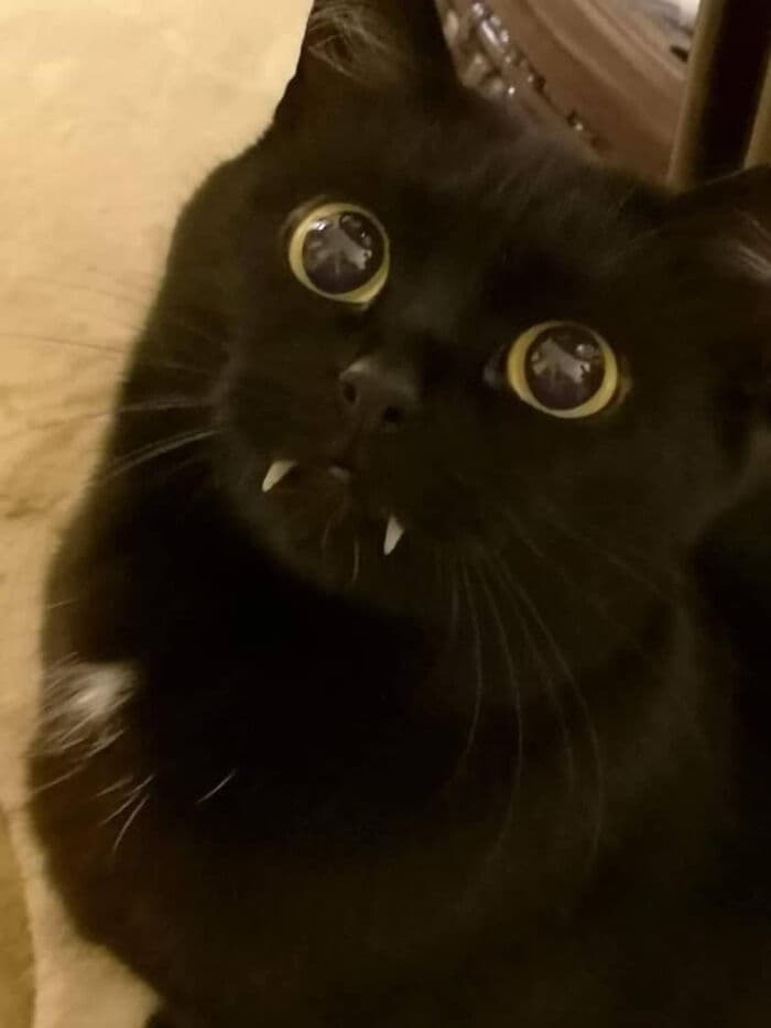 30 Wholesome And Necessary Cat Pics 