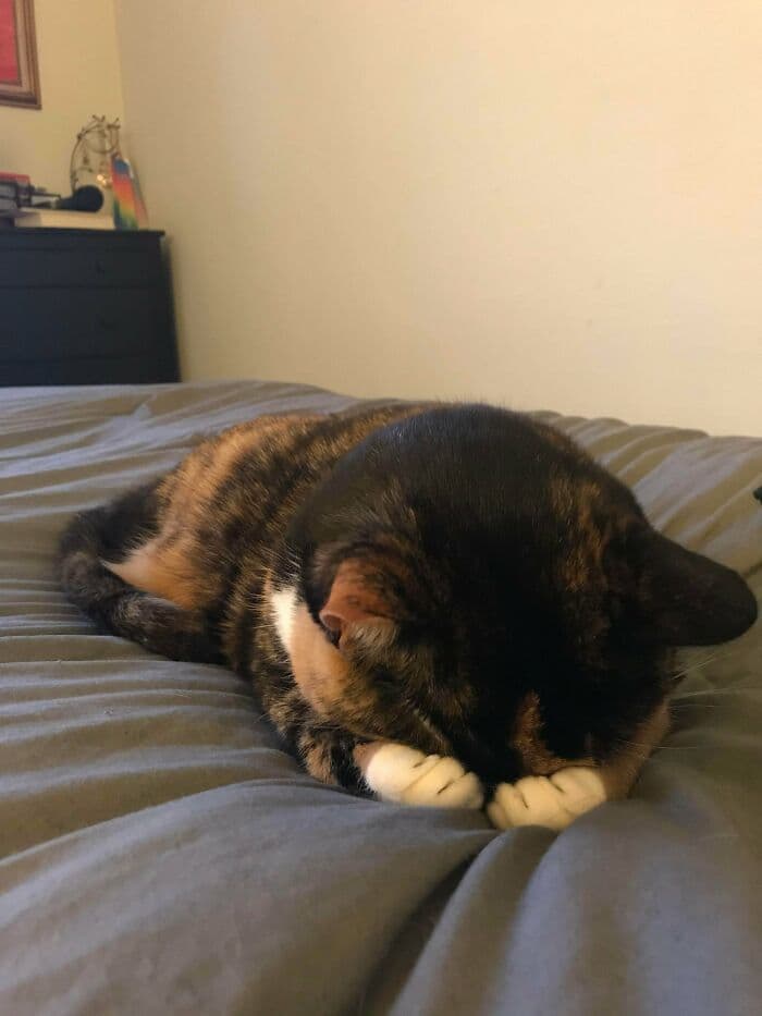 30 Wholesome And Necessary Cat Pics 