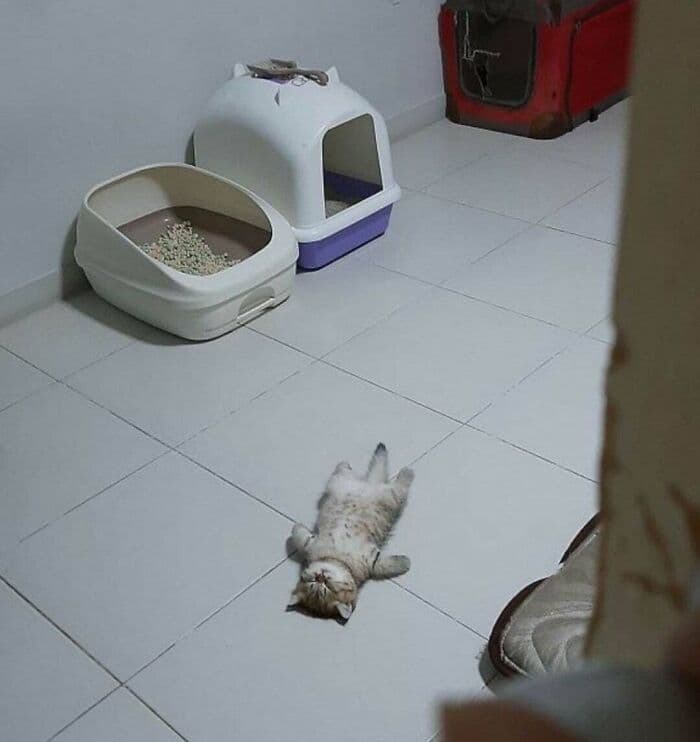 30 Wholesome And Necessary Cat Pics 