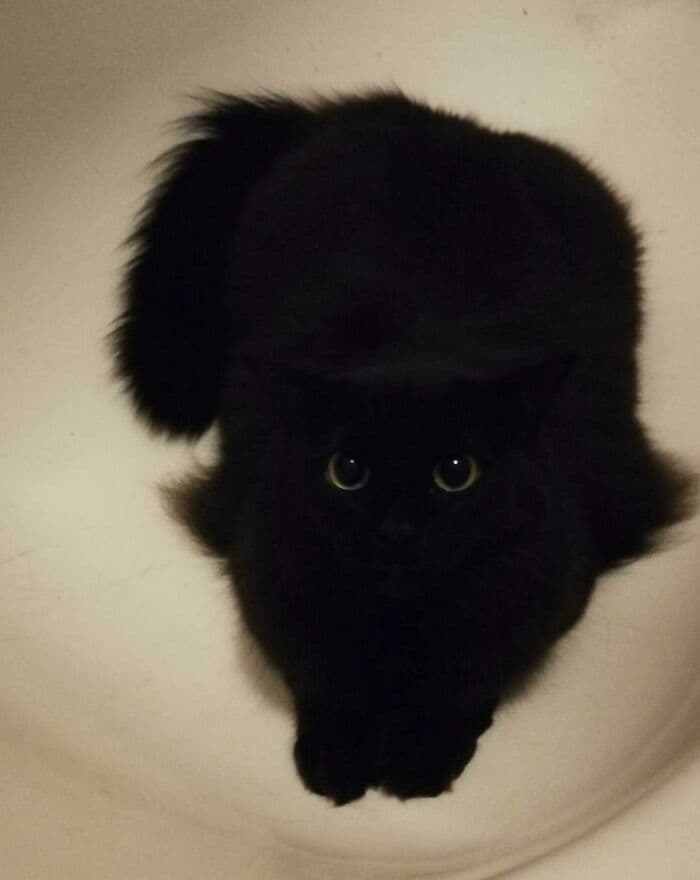 30 Wholesome And Necessary Cat Pics 
