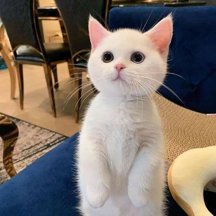 30 Wholesome And Necessary Cat Pics 