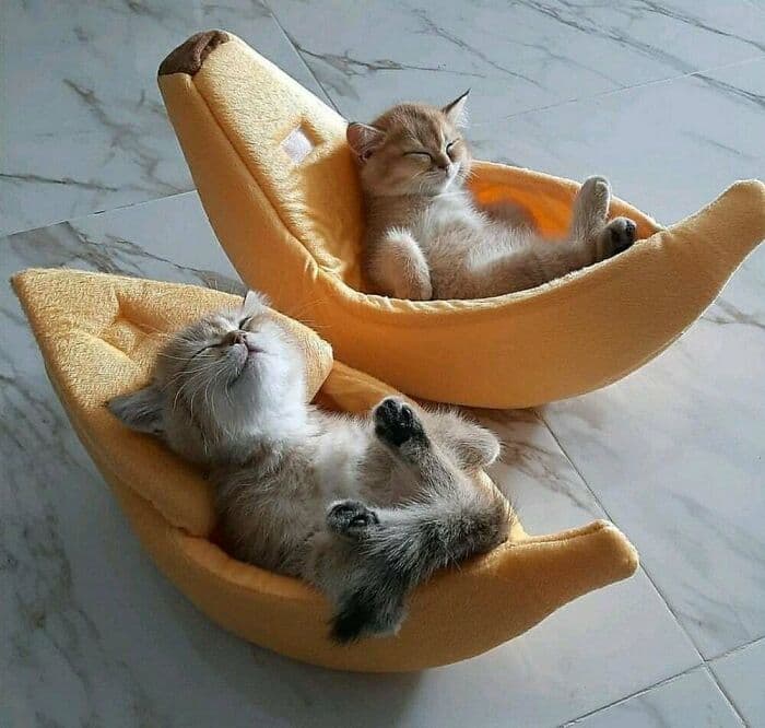 30 Wholesome And Necessary Cat Pics 
