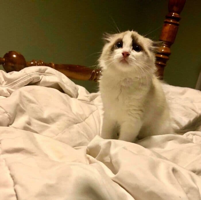 30 Wholesome And Necessary Cat Pics 
