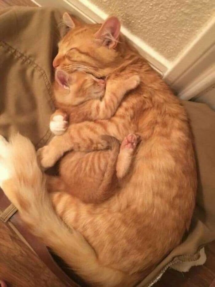 30 Wholesome And Necessary Cat Pics 