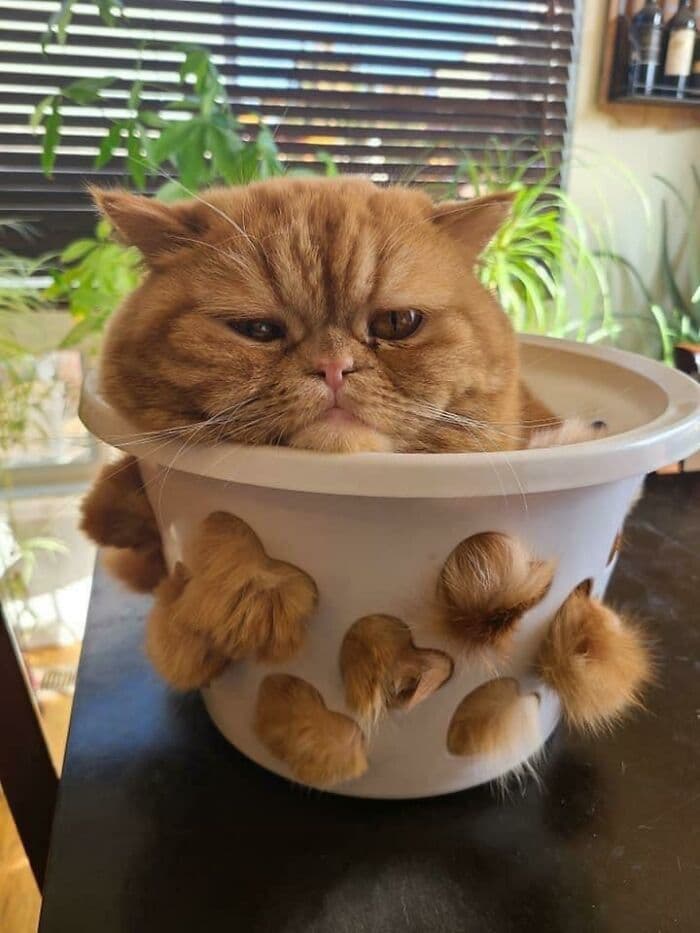 30 Wholesome And Necessary Cat Pics 