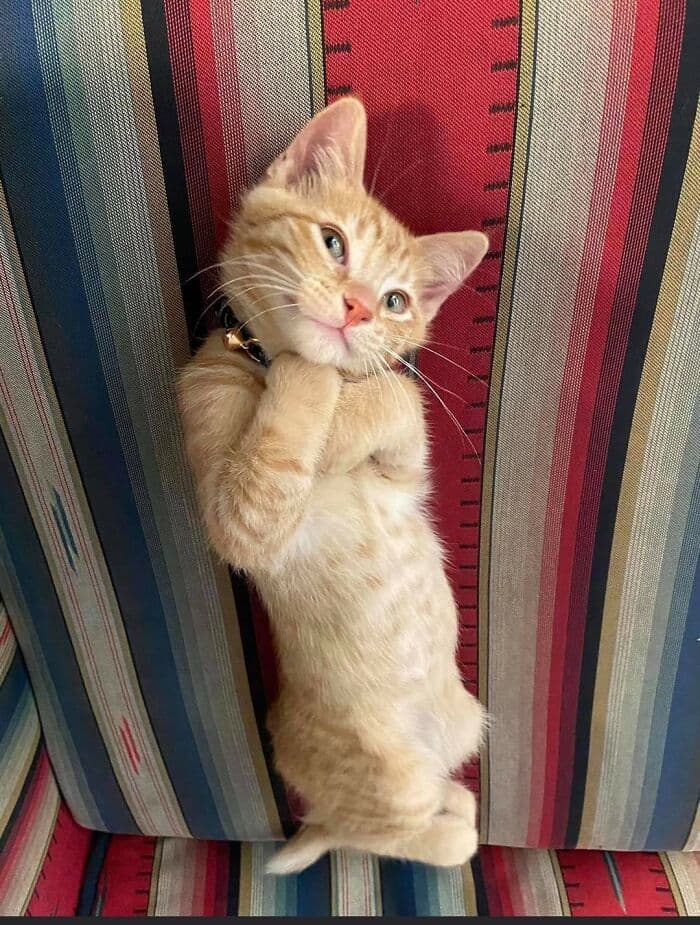 30 Wholesome And Necessary Cat Pics 