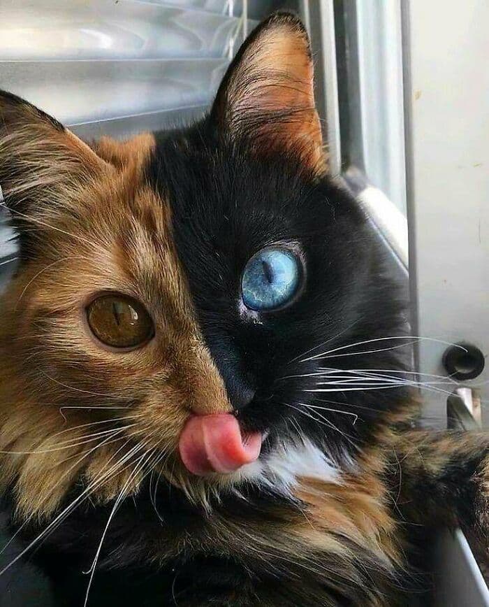 30 Wholesome And Necessary Cat Pics 