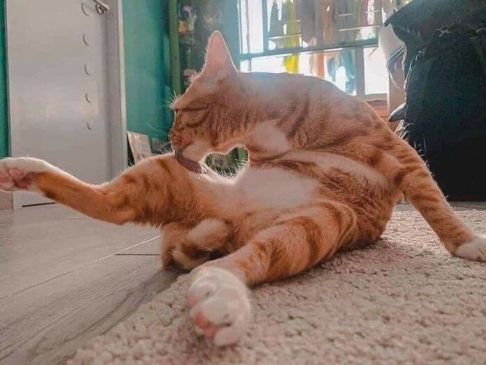 30 Wholesome And Necessary Cat Pics 