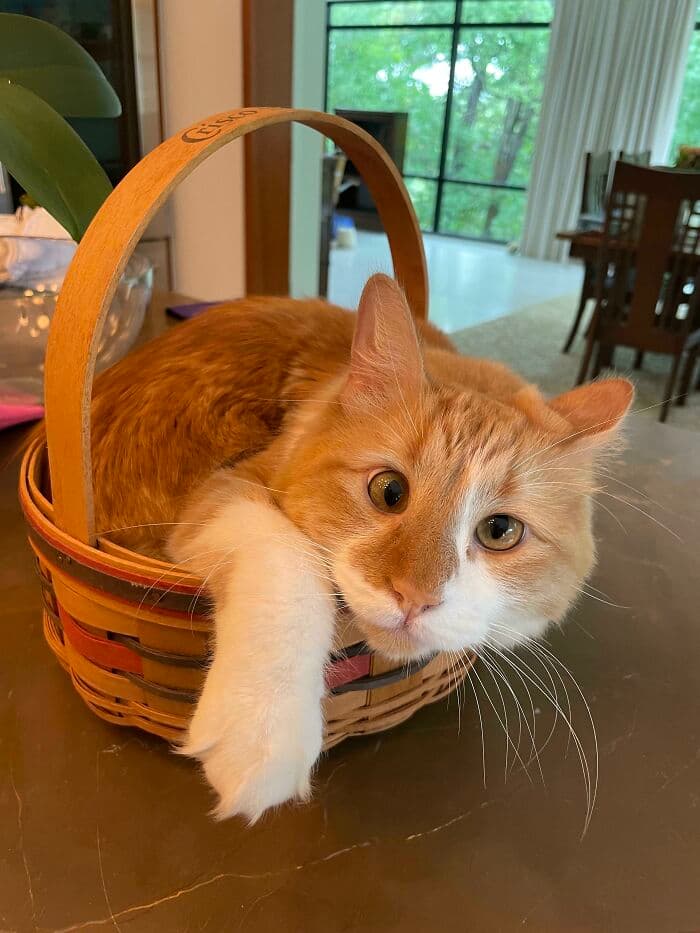 30 Wonderful And Wholesome Cat Pics 