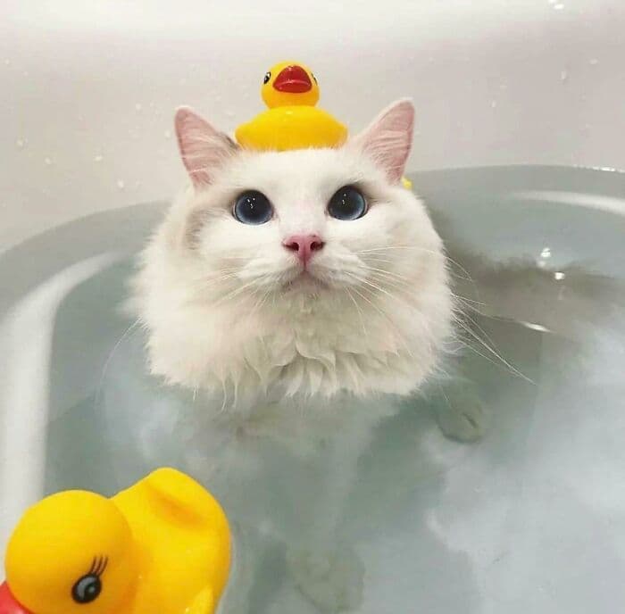 30 Wholesome And Necessary Cat Pics 