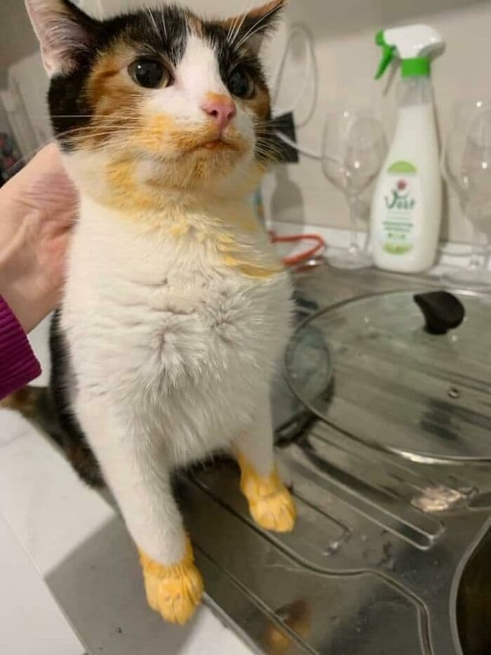 30 Wholesome And Necessary Cat Pics 