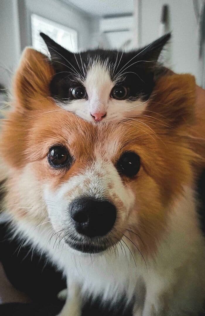 30 Wholesome And Necessary Cat Pics 
