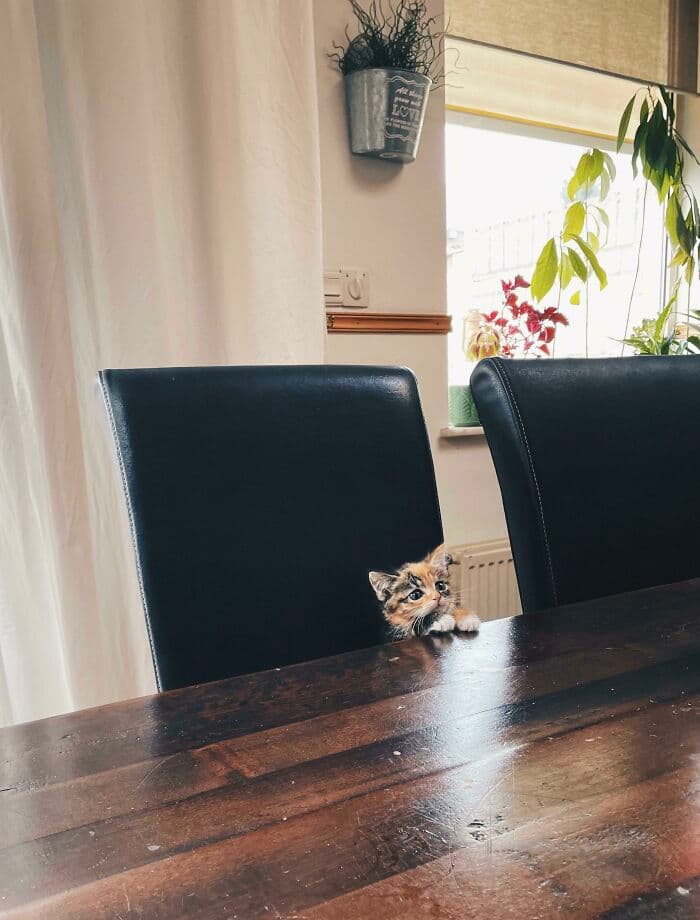 30 Wholesome And Necessary Cat Pics 