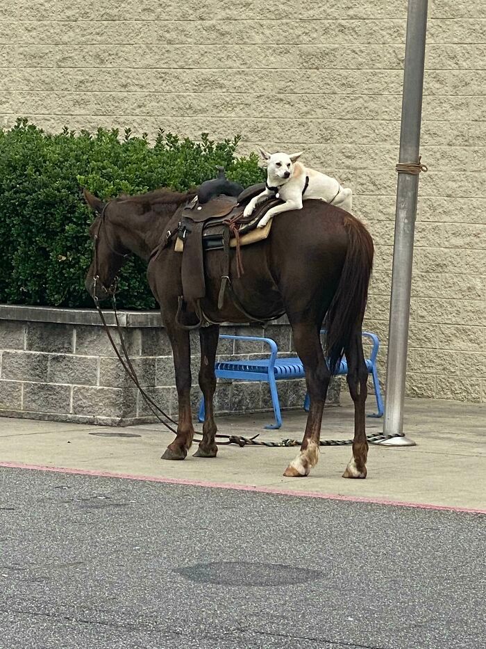 30 Insane Walmart Images Caught On Camera
