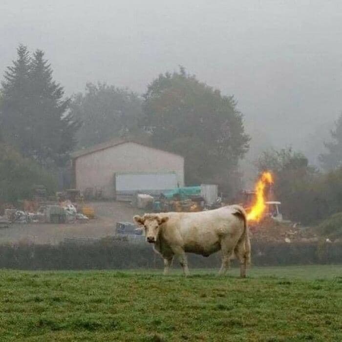 30 Spectacularly Weird Pictures That Will Definitely Confuse You