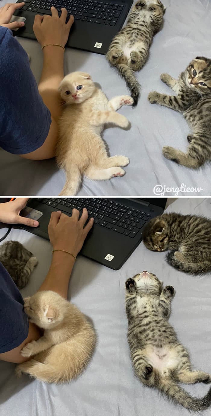 30 Wholesome And Necessary Cat Pics 
