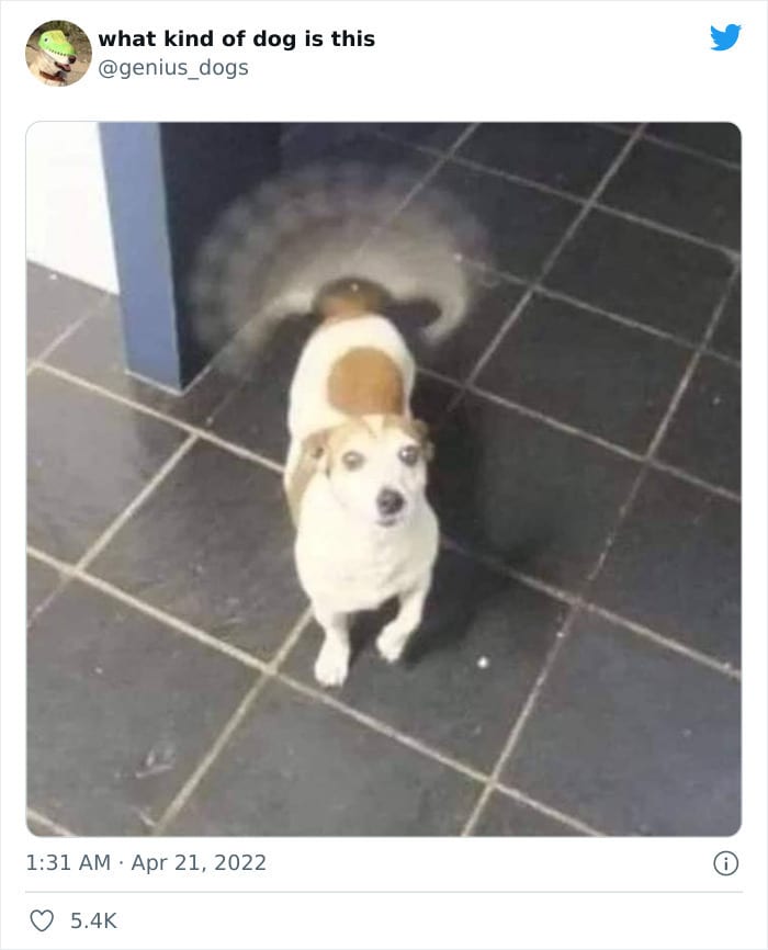 35 Pics Of Goofy Dogs That You Just Have To See
