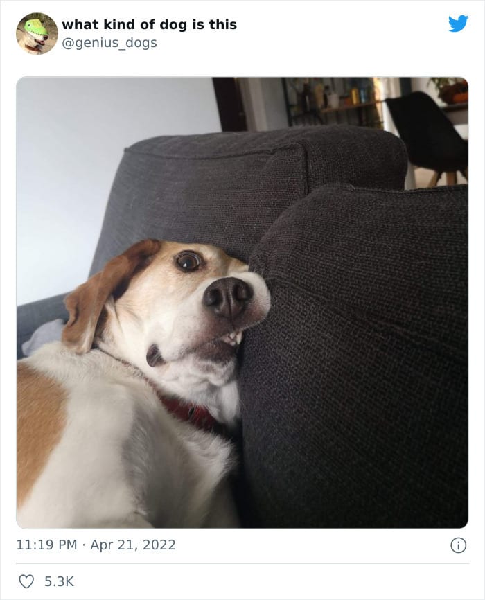 35 Pics Of Goofy Dogs That You Just Have To See