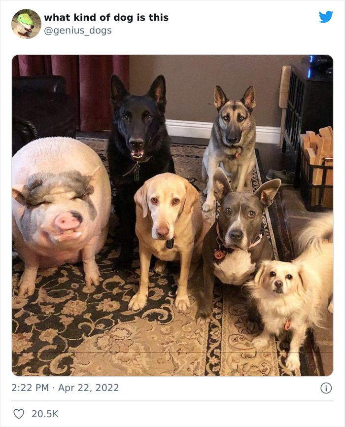 35 Pics Of Goofy Dogs That You Just Have To See