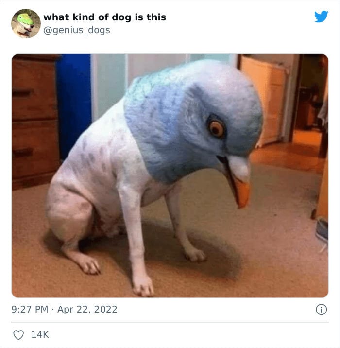 35 Pics Of Goofy Dogs That You Just Have To See