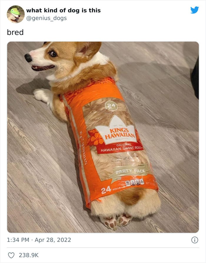 35 Pics Of Goofy Dogs That You Just Have To See