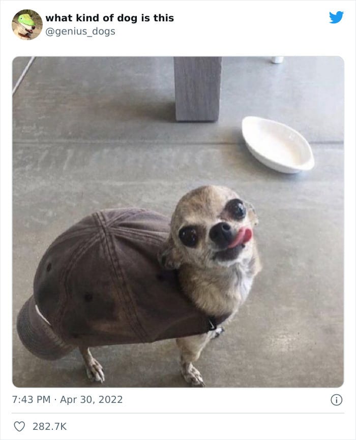35 Pics Of Goofy Dogs That You Just Have To See