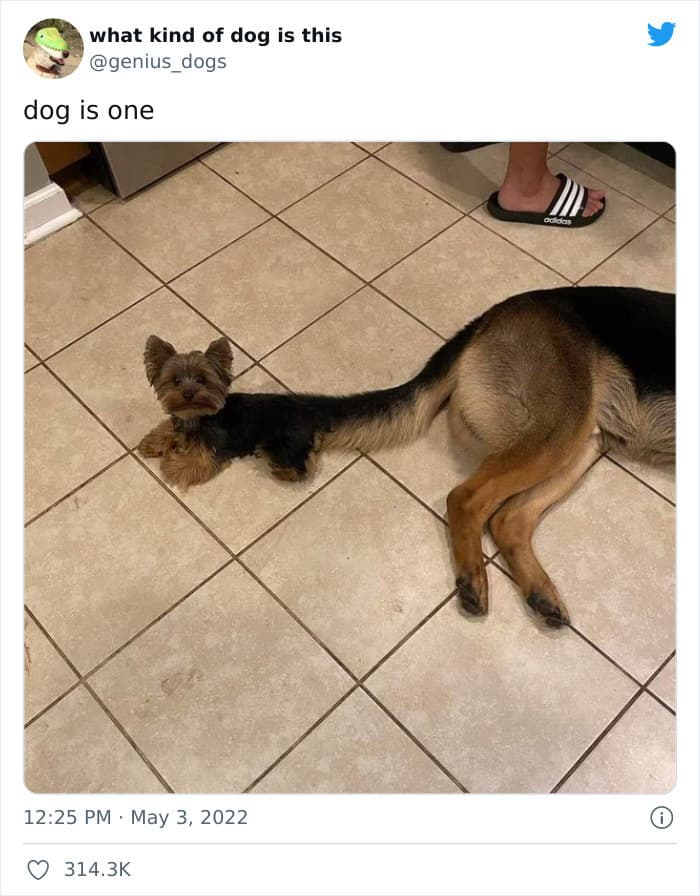 35 Pics Of Goofy Dogs That You Just Have To See
