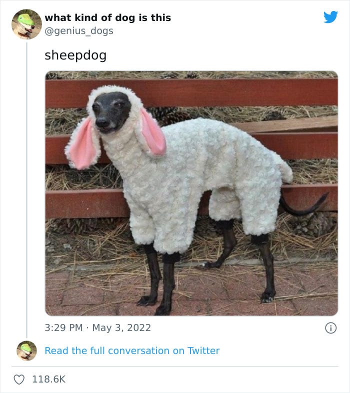 35 Pics Of Goofy Dogs That You Just Have To See