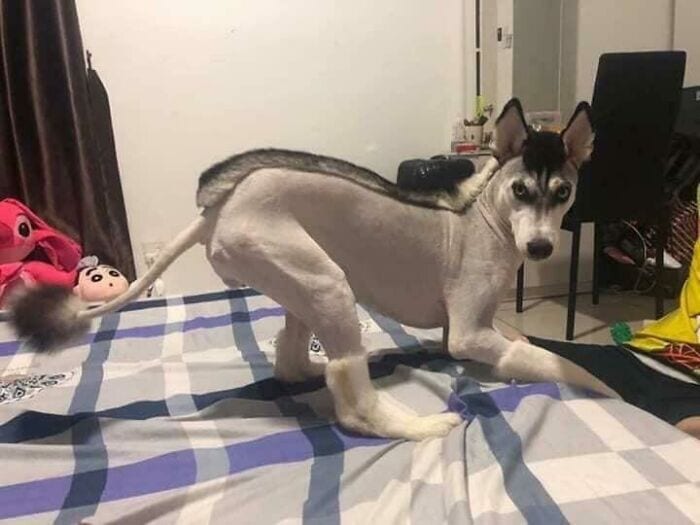 30 Times People Took Their Dogs To The Groomers And What They Got Back Was Hilarious 