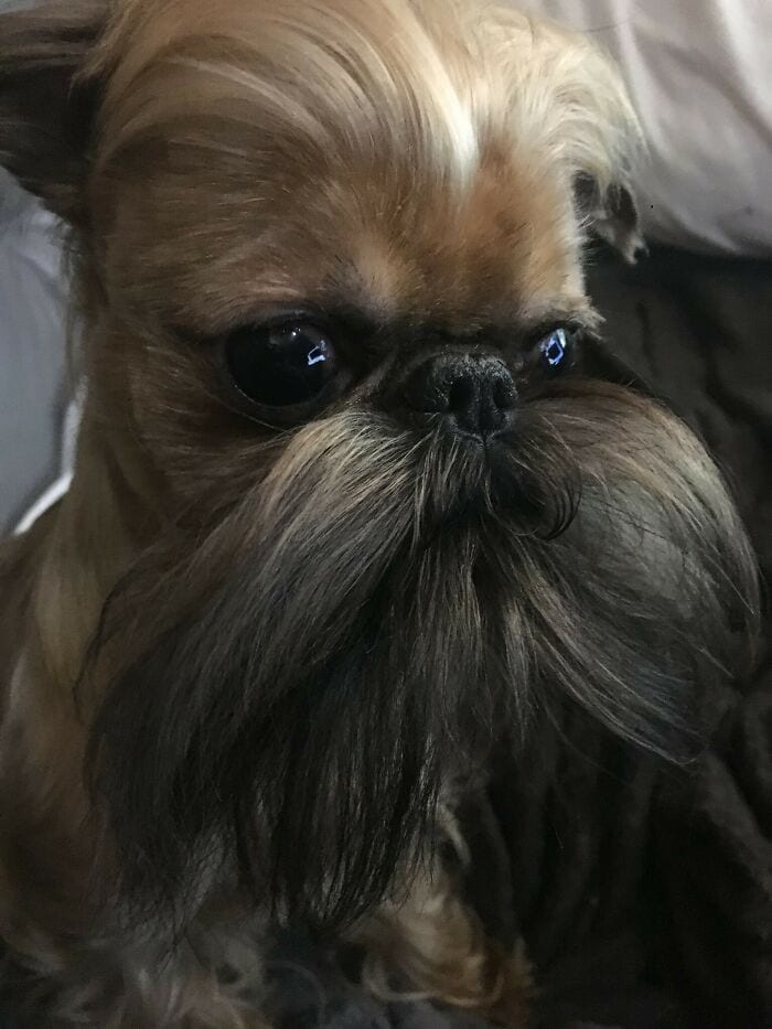 30 Times People Took Their Dogs To The Groomers And What They Got Back Was Hilarious 