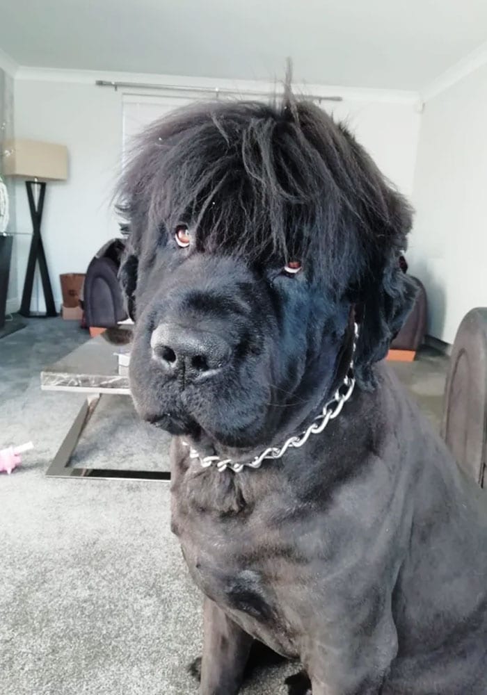 30 Times People Took Their Dogs To The Groomers And What They Got Back Was Hilarious 