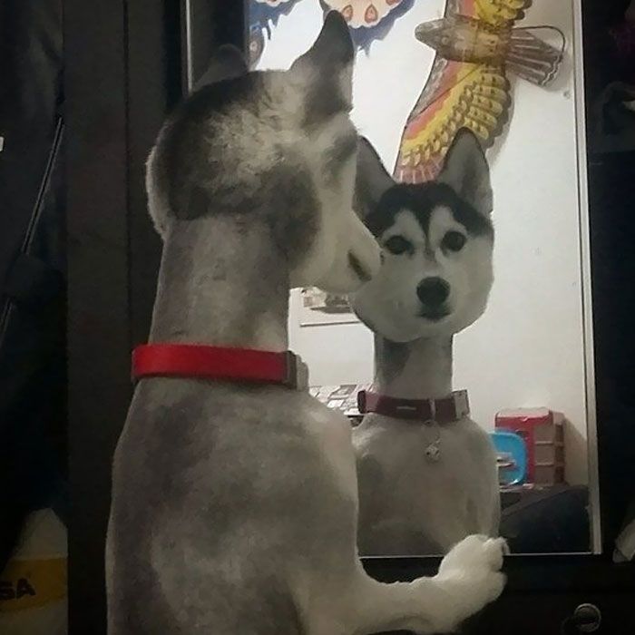30 Times People Took Their Dogs To The Groomers And What They Got Back Was Hilarious