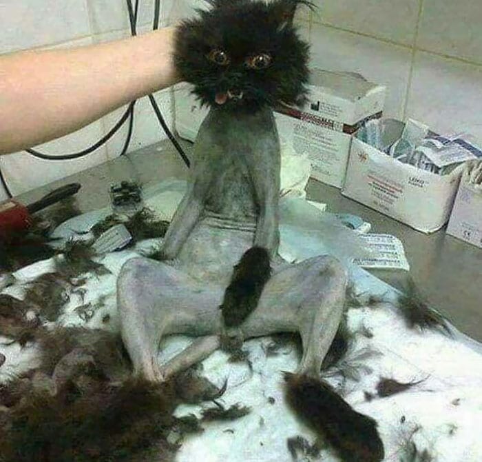 30 Times People Took Their Dogs To The Groomers And What They Got Back Was Hilarious 
