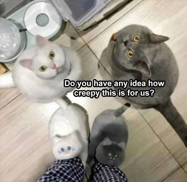 Top 25 Memes About Cats And Dogs You'Ll Love To Share 3