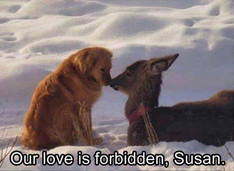 Top 25 Memes About Cats And Dogs You'Ll Love To Share 8