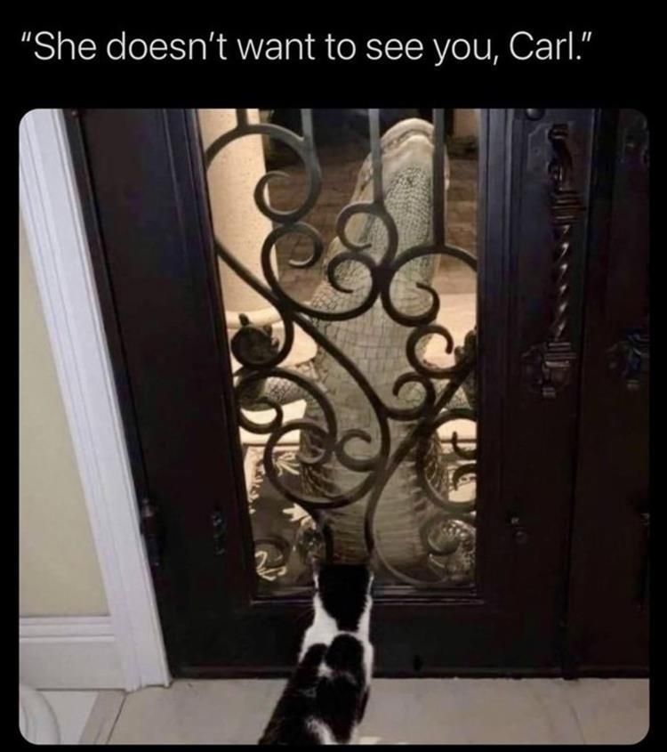 Top 25 Memes About Cats And Dogs You'Ll Love To Share 10