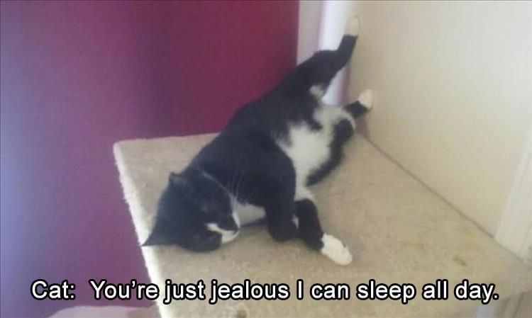 Top 25 Memes About Cats And Dogs You'Ll Love To Share 19