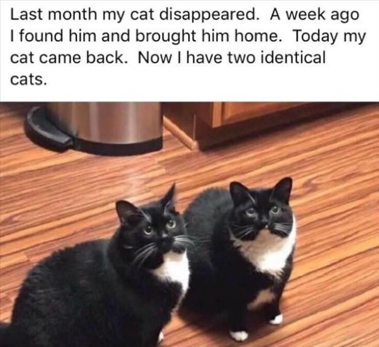 Top 26 Funny Animal Jokes You'Ve Gotta See 2