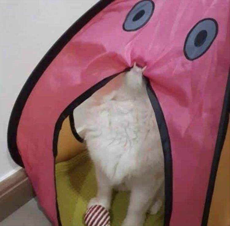 Top 26 Funny Animal Jokes You'Ve Gotta See 3