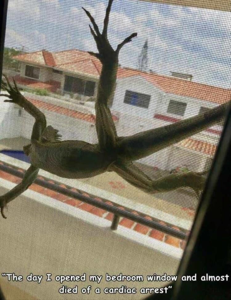 Top 26 Funny Animal Jokes You'Ve Gotta See 4