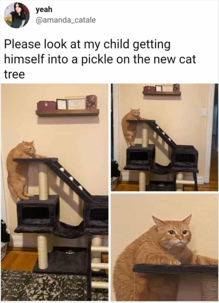 Top 26 Funny Animal Jokes You'Ve Gotta See 5